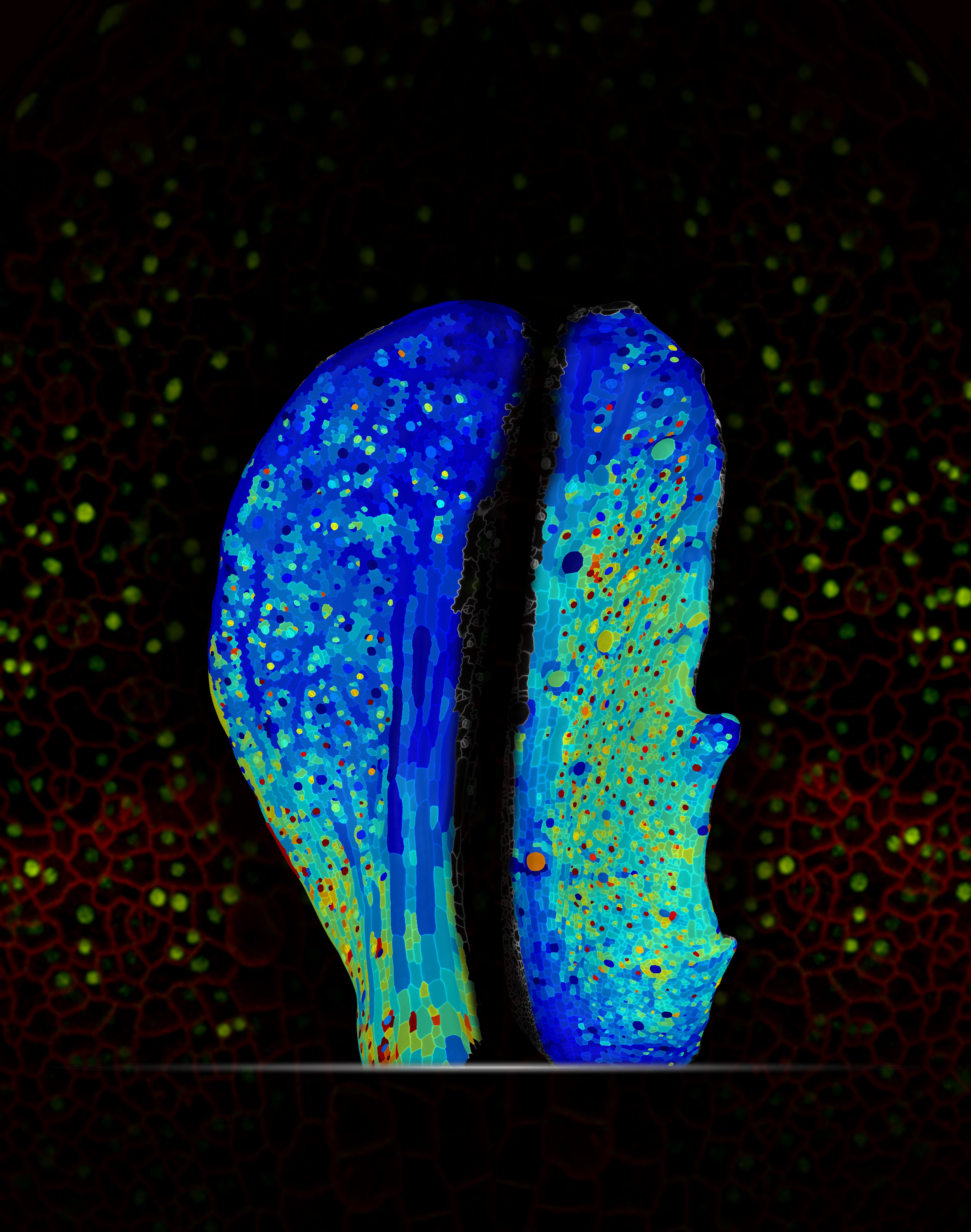 plphys_196_2coverfig